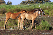 camargue_17-06-10_18-33-36_124.jpg