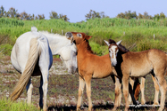 camargue_17-06-10_18-38-17_133.jpg