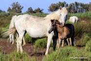 camargue_17-06-10_18-43-14_137.jpg