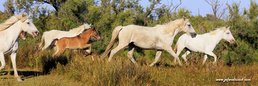 camargue_17-06-10_18-59-04_146.jpg