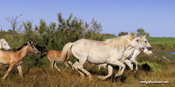 camargue_17-06-10_18-59-06_148.jpg