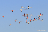 camargue_17-06-10_19-54-26_170.jpg