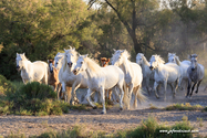 camargue_17-06-10_20-06-40_181.jpg