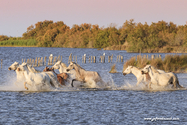 camargue_17-06-10_20-07-53_199.jpg