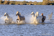 camargue_17-06-10_20-08-04_206.jpg