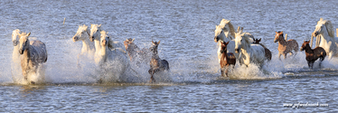 camargue_17-06-10_20-08-05_207.jpg