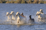 camargue_17-06-10_20-08-08_210.jpg