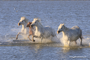 camargue_17-06-10_20-08-12_214.jpg