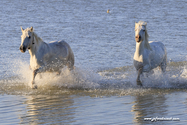 camargue_17-06-10_20-08-20_220.jpg