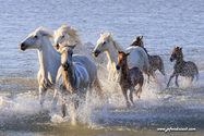 camargue_17-06-10_20-08-25_222.jpg