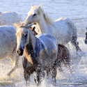 camargue_17-06-10_20-08-26_223.jpg