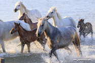 camargue_17-06-10_20-08-27_224.jpg