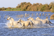 camargue_17-06-10_20-10-08_237.jpg