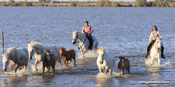 camargue_17-06-10_20-10-57_253.jpg