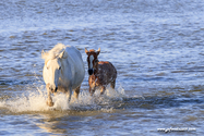 camargue_17-06-10_20-13-47_293.jpg