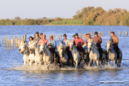 camargue_17-06-10_20-28-24_337.jpg