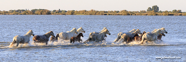 camargue_17-06-10_20-28-53_342.jpg