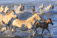 camargue_17-06-10_20-30-21_352.jpg