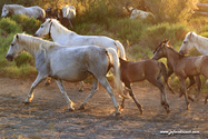 camargue_17-06-10_20-36-55_392.jpg