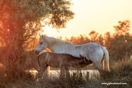 camargue_17-06-10_21-05-34_555.jpg