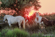 camargue_17-06-10_21-16-41_574.jpg