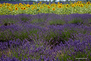 Valensole_15-06-26_15-29-52_001.jpg