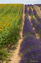 Valensole_15-06-26_15-51-05_003.jpg