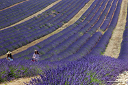 Valensole_15-06-26_15-59-44_009.jpg