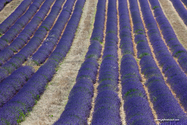 Valensole_15-06-26_16-03-45_012.jpg