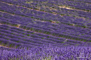 Valensole_15-06-26_16-04-37_013.jpg