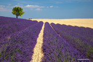 Valensole_15-06-26_16-31-14_019.jpg