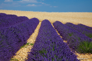 Valensole_15-06-26_16-33-51_022.jpg