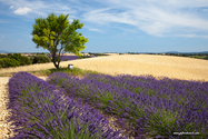 Valensole_15-06-26_16-41-13_025.jpg