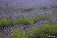 Valensole_15-06-26_17-13-21_037.jpg