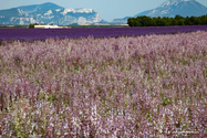 Valensole_15-06-26_17-23-22_038.jpg