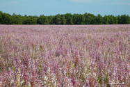 Valensole_15-06-26_17-24-25_039.jpg