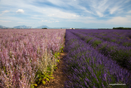 Valensole_15-06-26_17-29-58_041.jpg