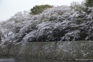 hikone_13-04-05_16-15-41_003.jpg