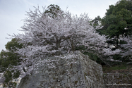 hikone_13-04-05_16-19-58_007.jpg