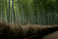 japon_kyoto_08-02-27-16-18-48-112.jpg