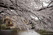 Kyoto_13-04-02_06-57-34_119.jpg