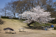 Kyoto_13-04-05_09-14-03_002.jpg