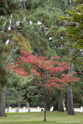 kyoto_10-11-13_16-06-57_081.jpg