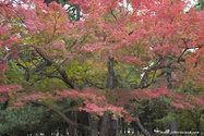 kyoto_10-11-13_16-13-27_084.jpg