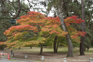 kyoto_10-11-15_09-36-48_237.jpg