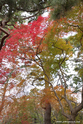 kyoto_10-11-16_10-34-15_382.jpg