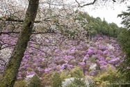 kyoto_13-04-07_16-04-40_001.jpg