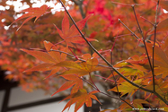 kyoto_10-11-14_10-56-35_111.jpg