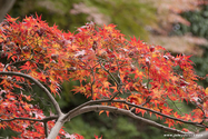 kyoto_10-11-13_14-20-45_028.jpg