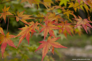 kyoto_10-11-13_14-28-16_032.jpg